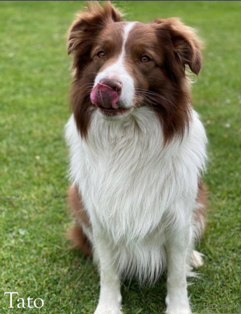 Border kolia - šteniatka na predaj - 11