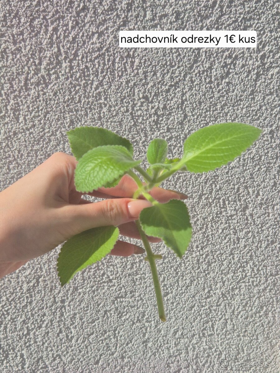 Predám izbové rastliny 2 - 11