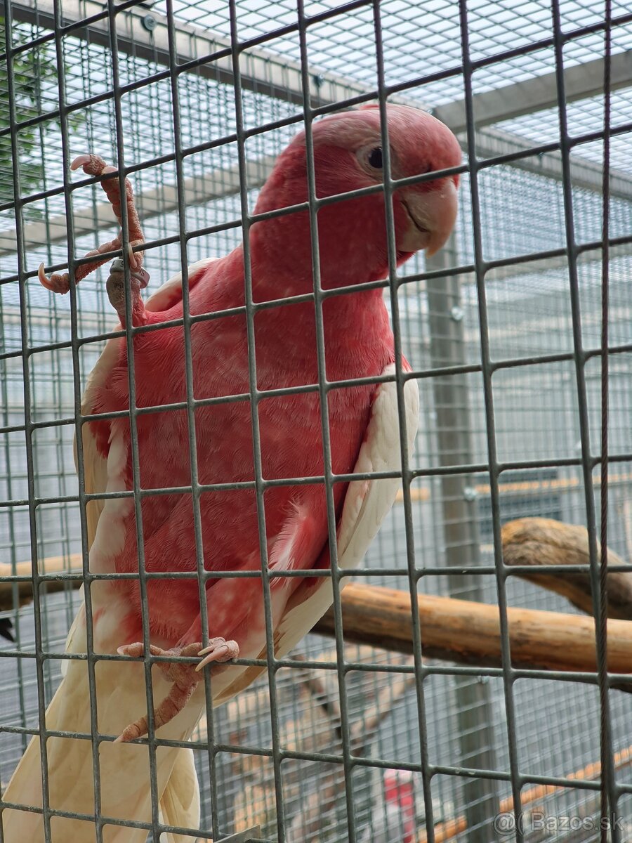 Inka,ruzovy lutino, horsky - 11