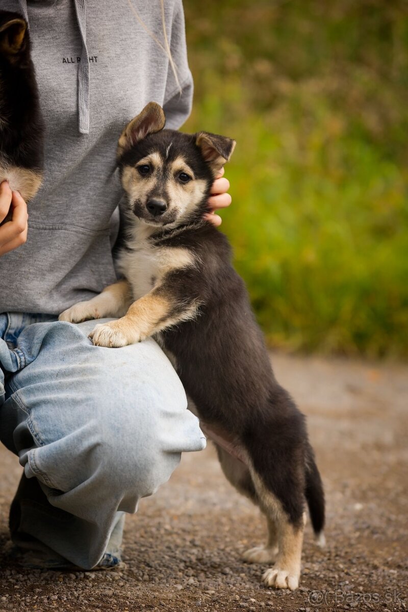 Darujem originálne šteniatka - mix husky / vlčiak / jazvečík - 11