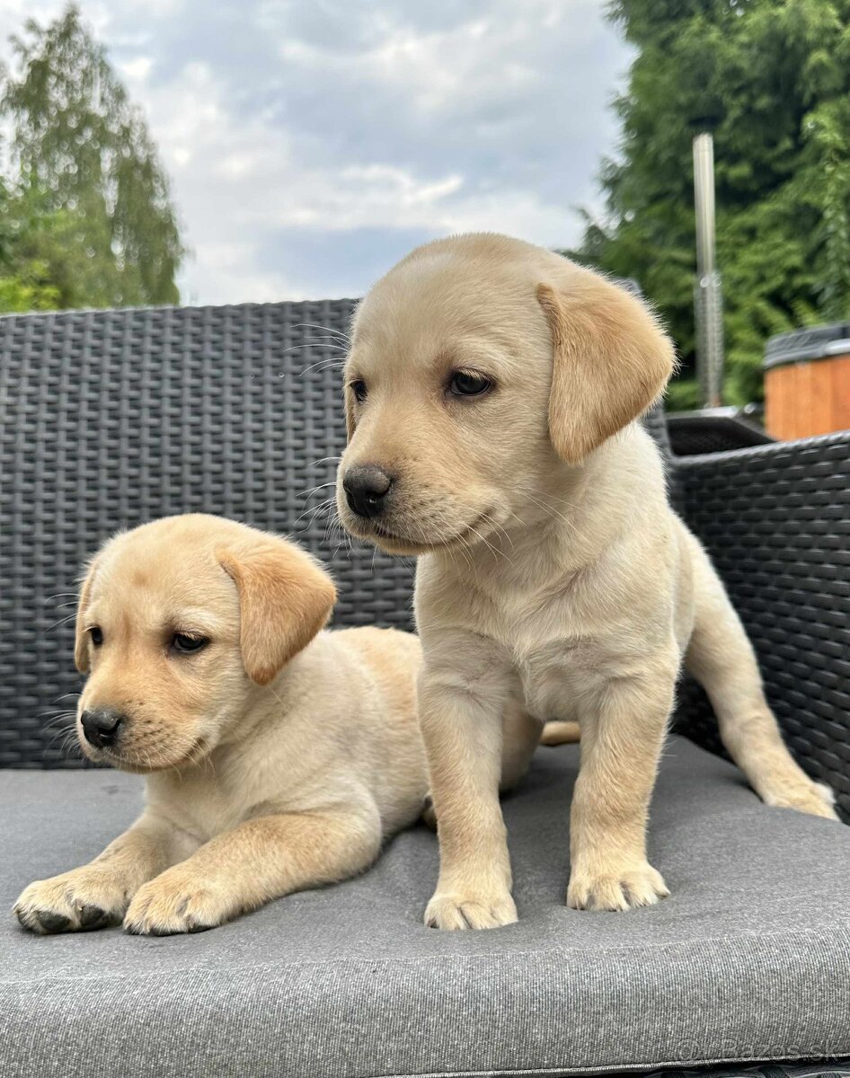 šteniatka labrador a (biely psík) - 11