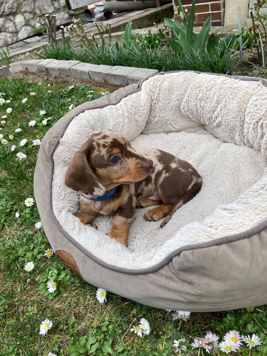 Jazvečík trpasličí krátkosrstý - 11