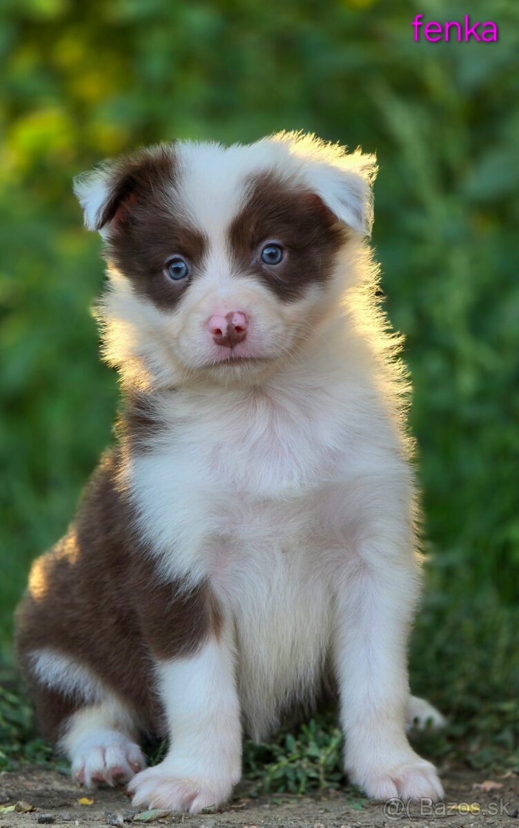 Border collie, kólia bez pp - 11
