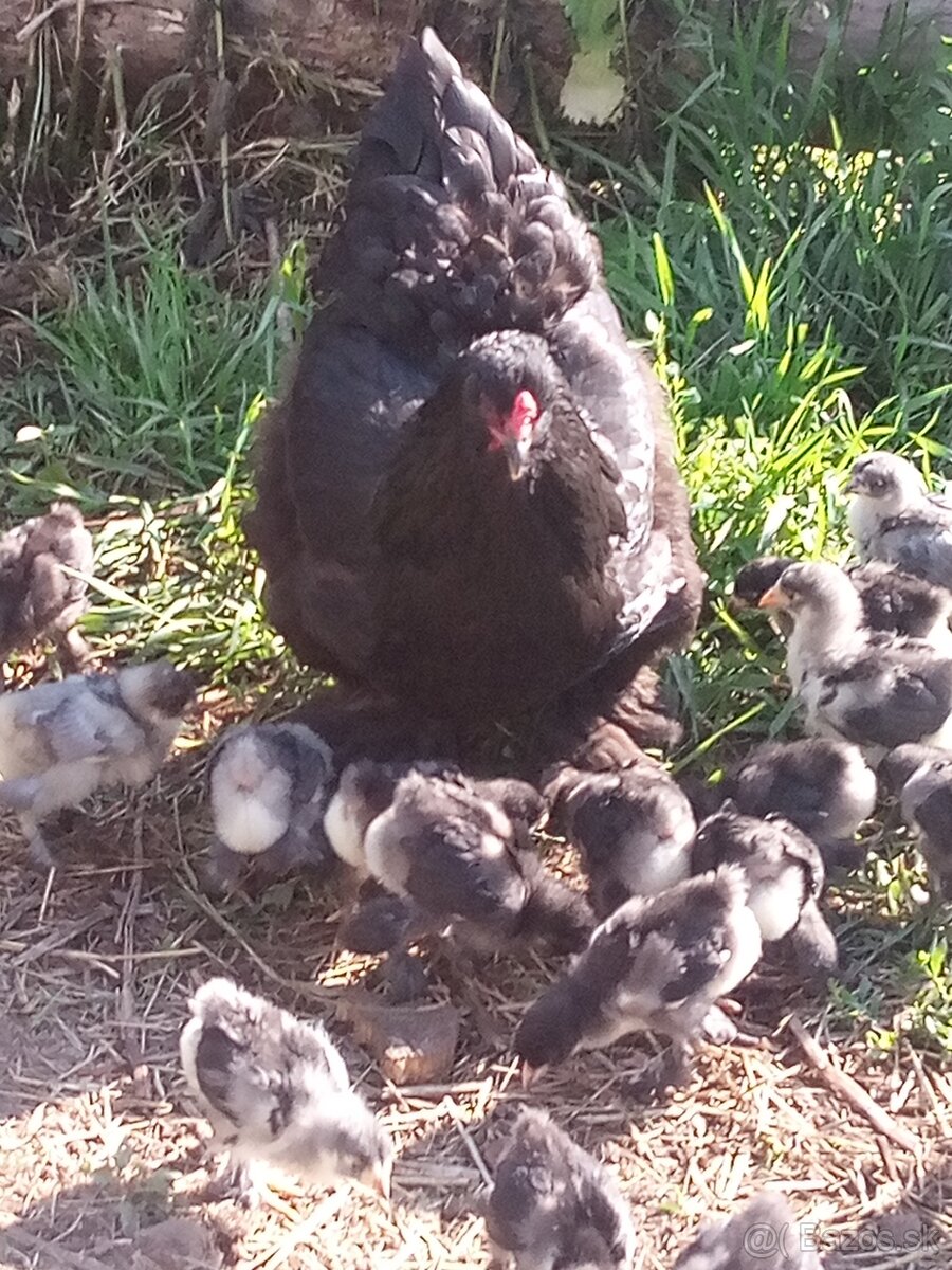 NV Brahmanky modré čierne - 11