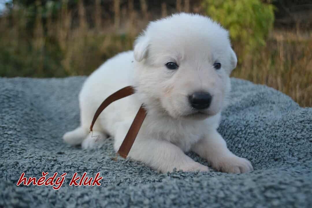 Biely švajčiarsky ovčiak , s PP - 11