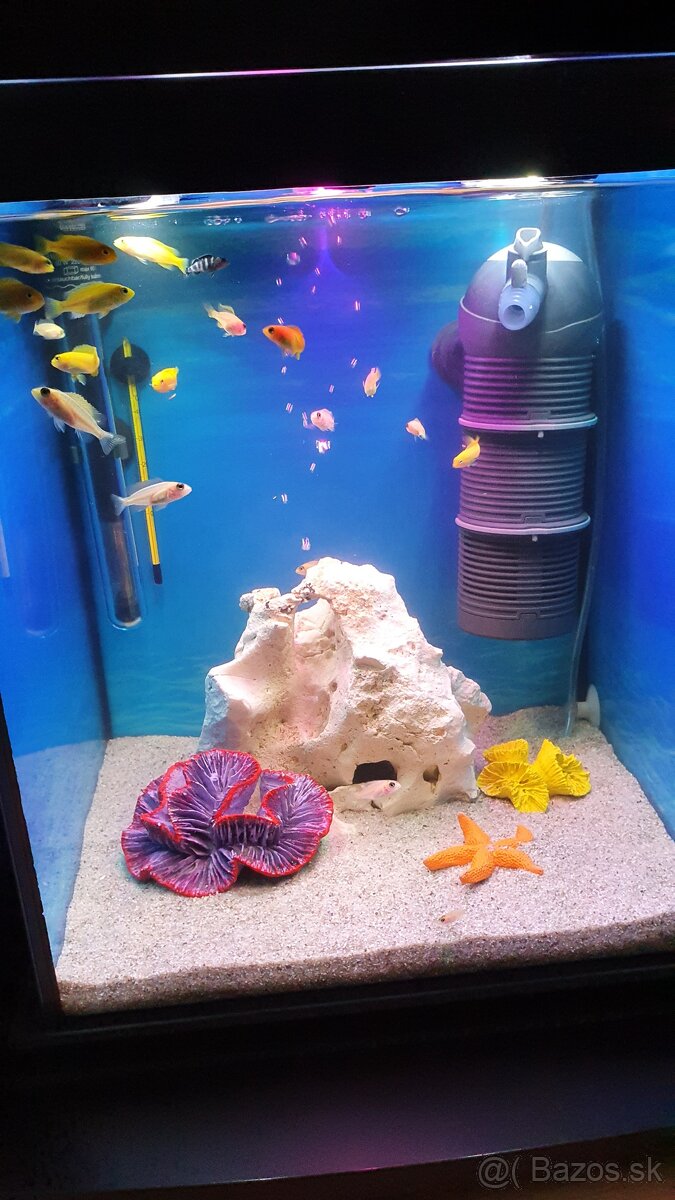 36 L akvarium - 11