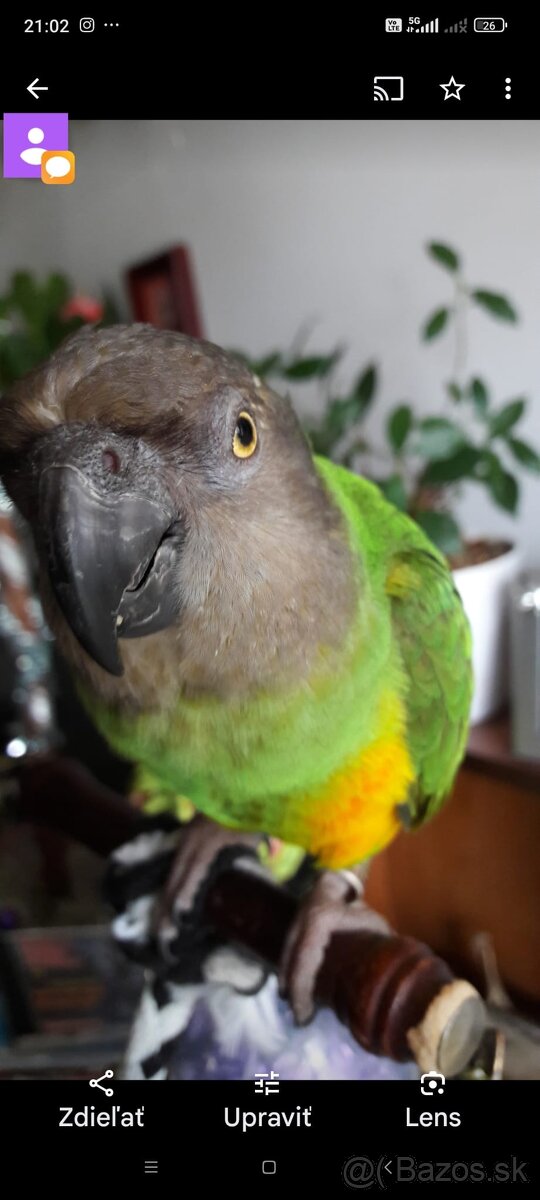 Ručne dokrmene - 11