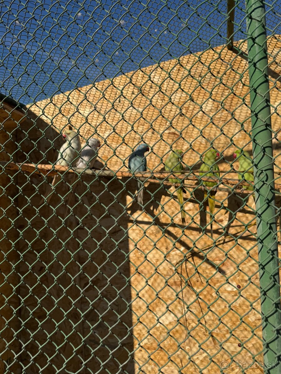 Alexandre malé , Papagáj spevavy - 11