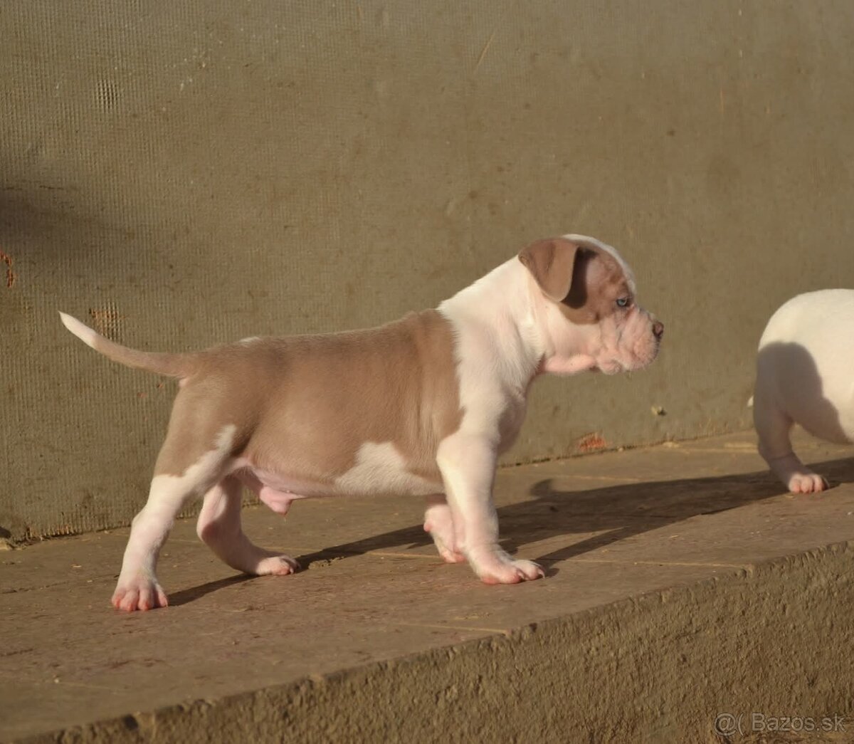 American bully pocket/standard - 11