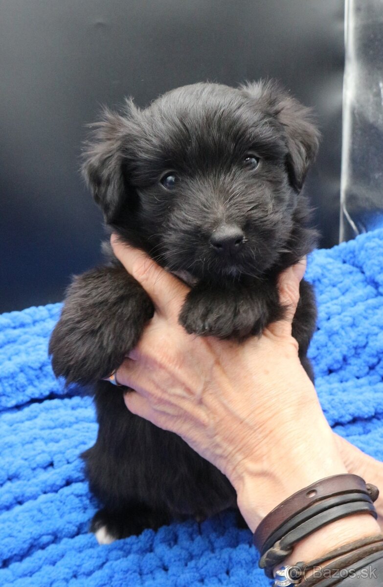 Pyrenejský ovčák - štěňátka s PP - 11