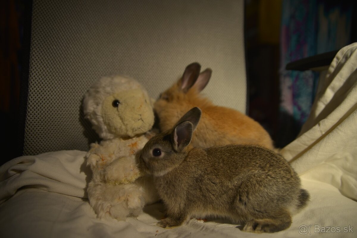 Predám zakrsleho kralička - 11