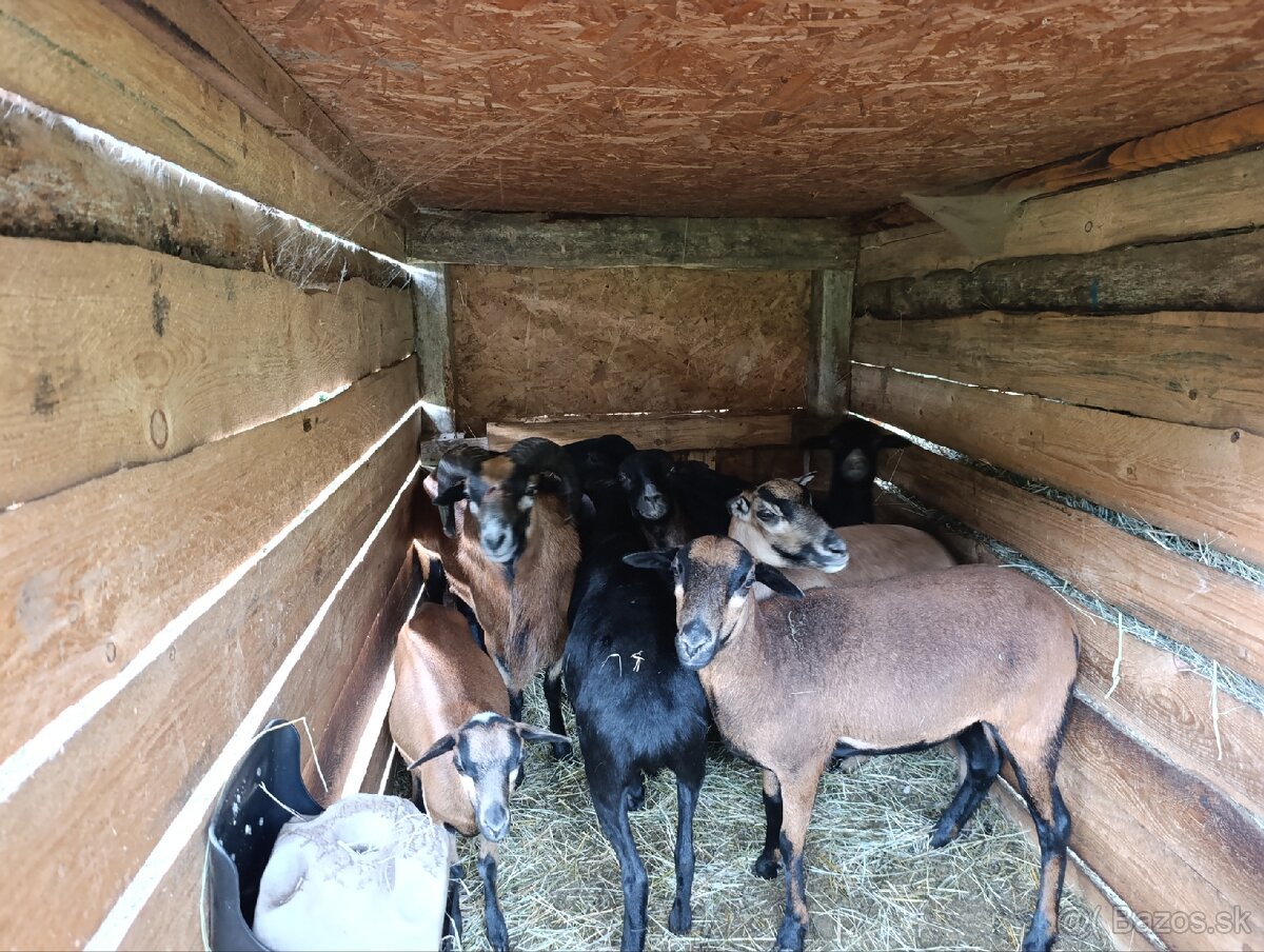 Kamerunské ovce - 11