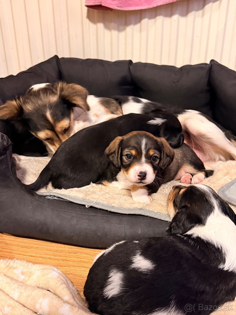 DARUJEM ŠTENIATKA - 11