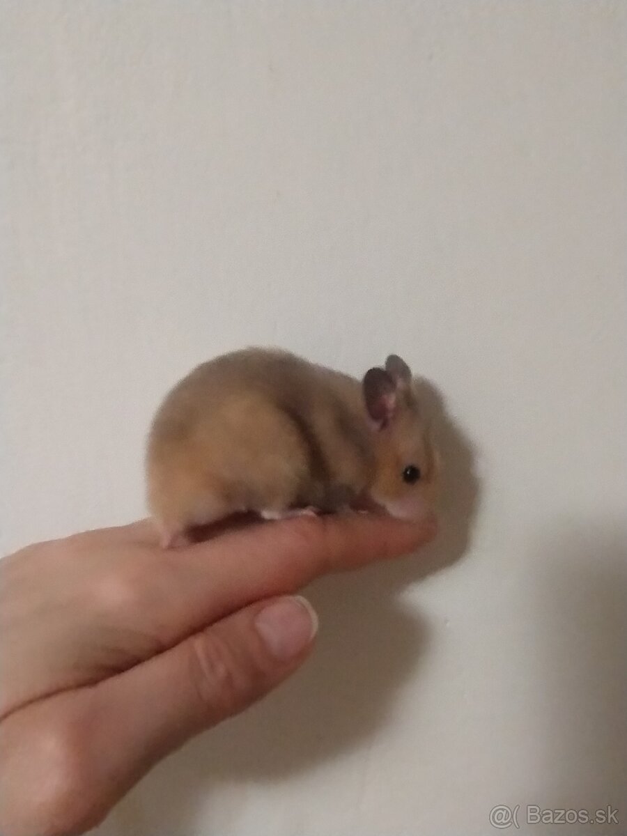 Škrečok sýrsky - 11