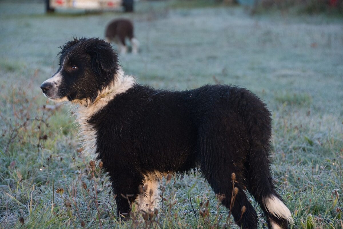 Border kólia s PP - 11