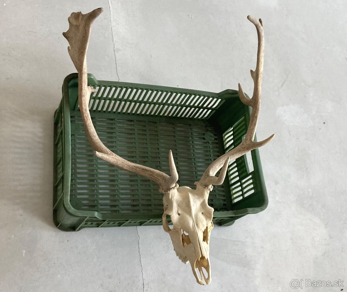 Trofeje jeleň daniel - 11