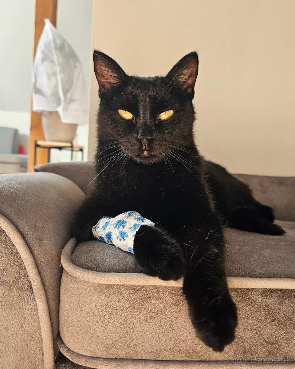 Mačička HILDA hľadá domov - 11