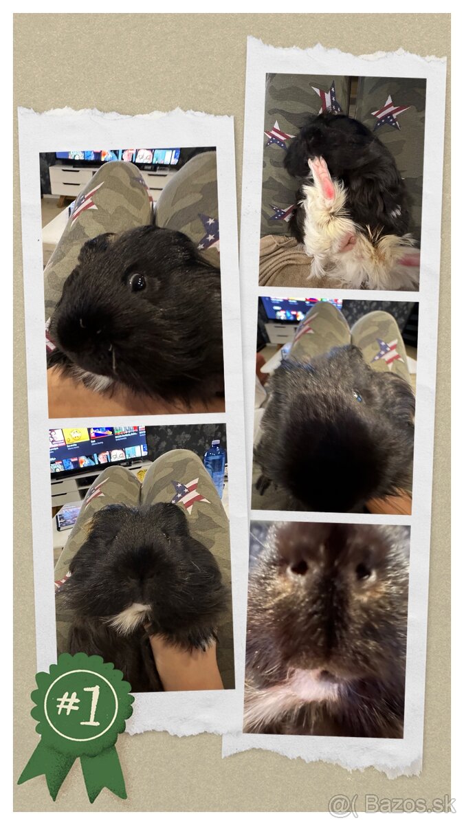 Stráženie psíkov - 11