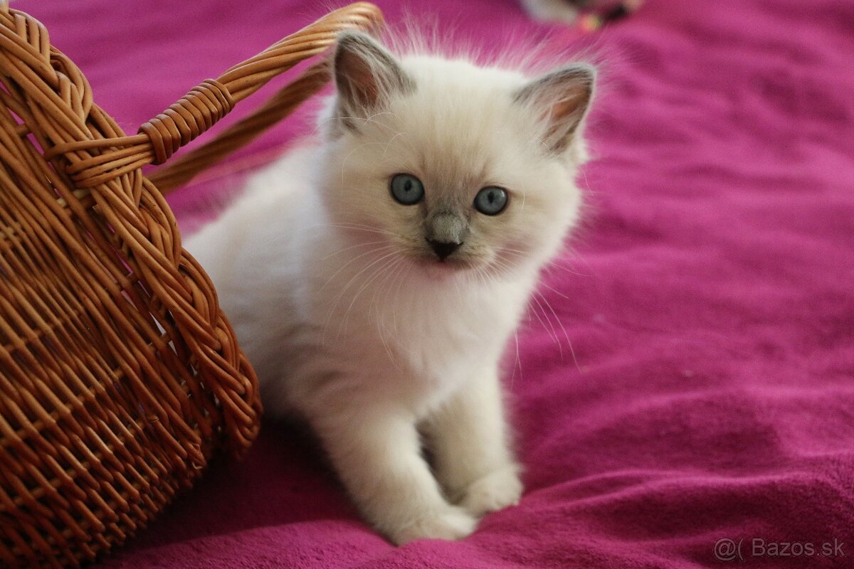 Ragdoll - láska na celý život - 11