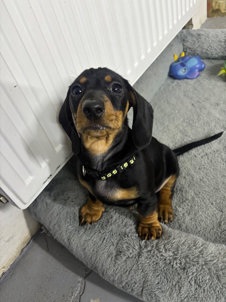 Jazvečík kratkosrstý - 11