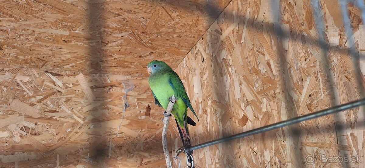 andulka, korela papagaj nadherny - 11