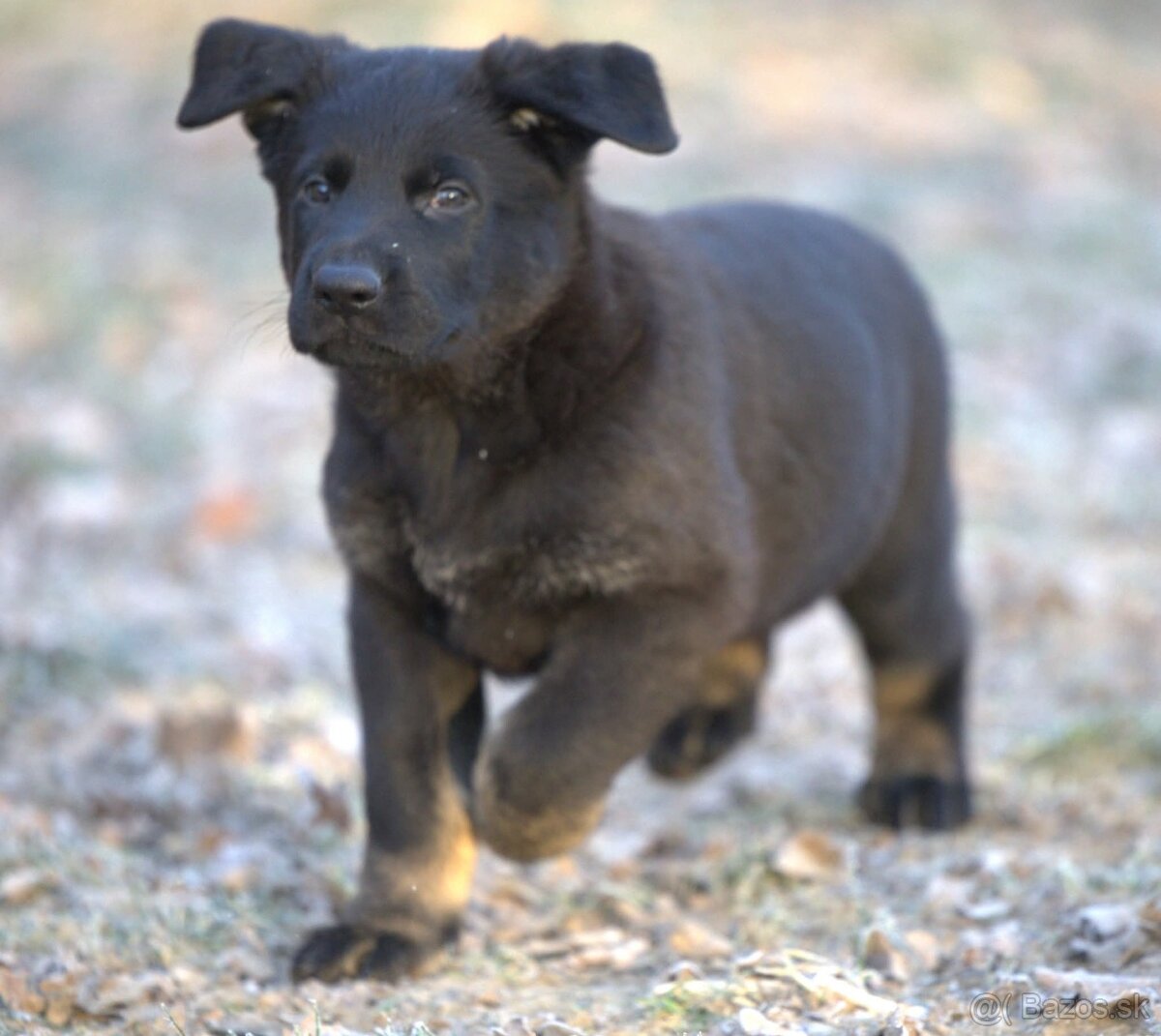 Nemecký ovčiak psík s PP - 11