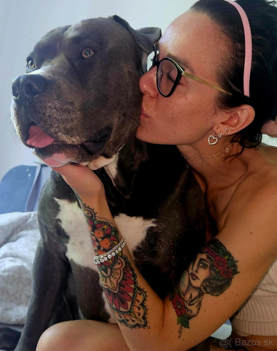 Krytie - Americky Stafordsirsky terier - 11