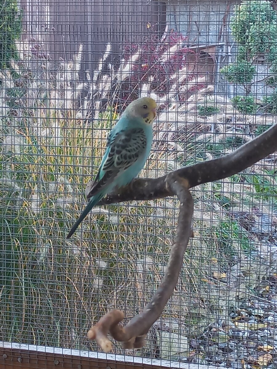 Andulka - Papagájec vlnkovaný - 11