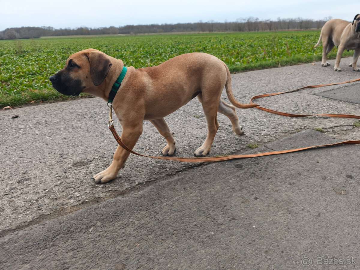 Krásna fenecka Kanárska Doga / Presa Canario s PP - 11