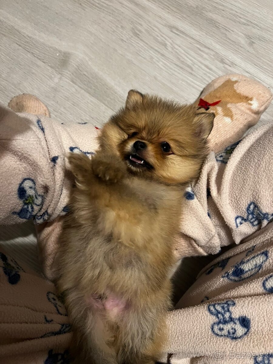 Pomeranian mini - 11