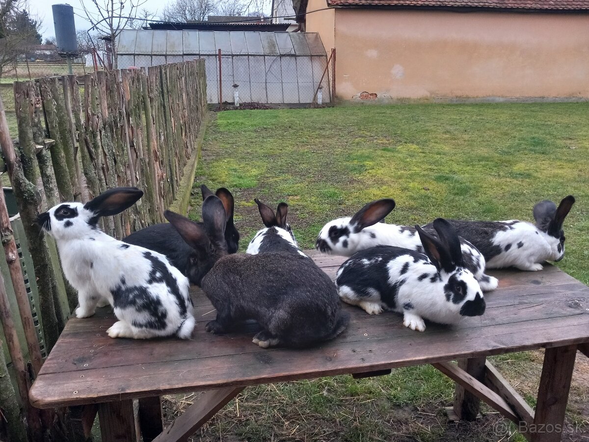 Predám králiky . - 11