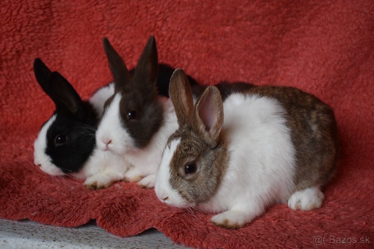 Predam Holandsky - 11