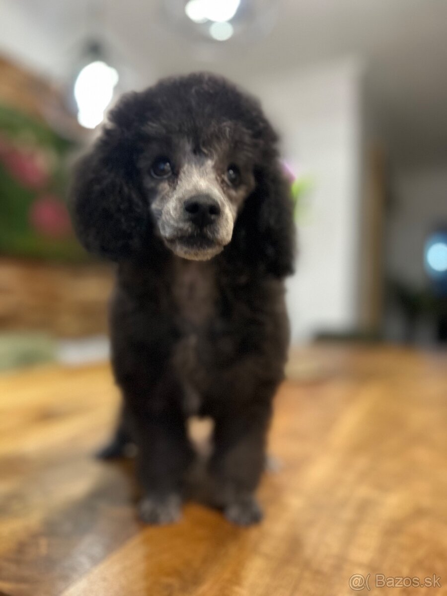 pudel,pudlík,pudlíček - 11