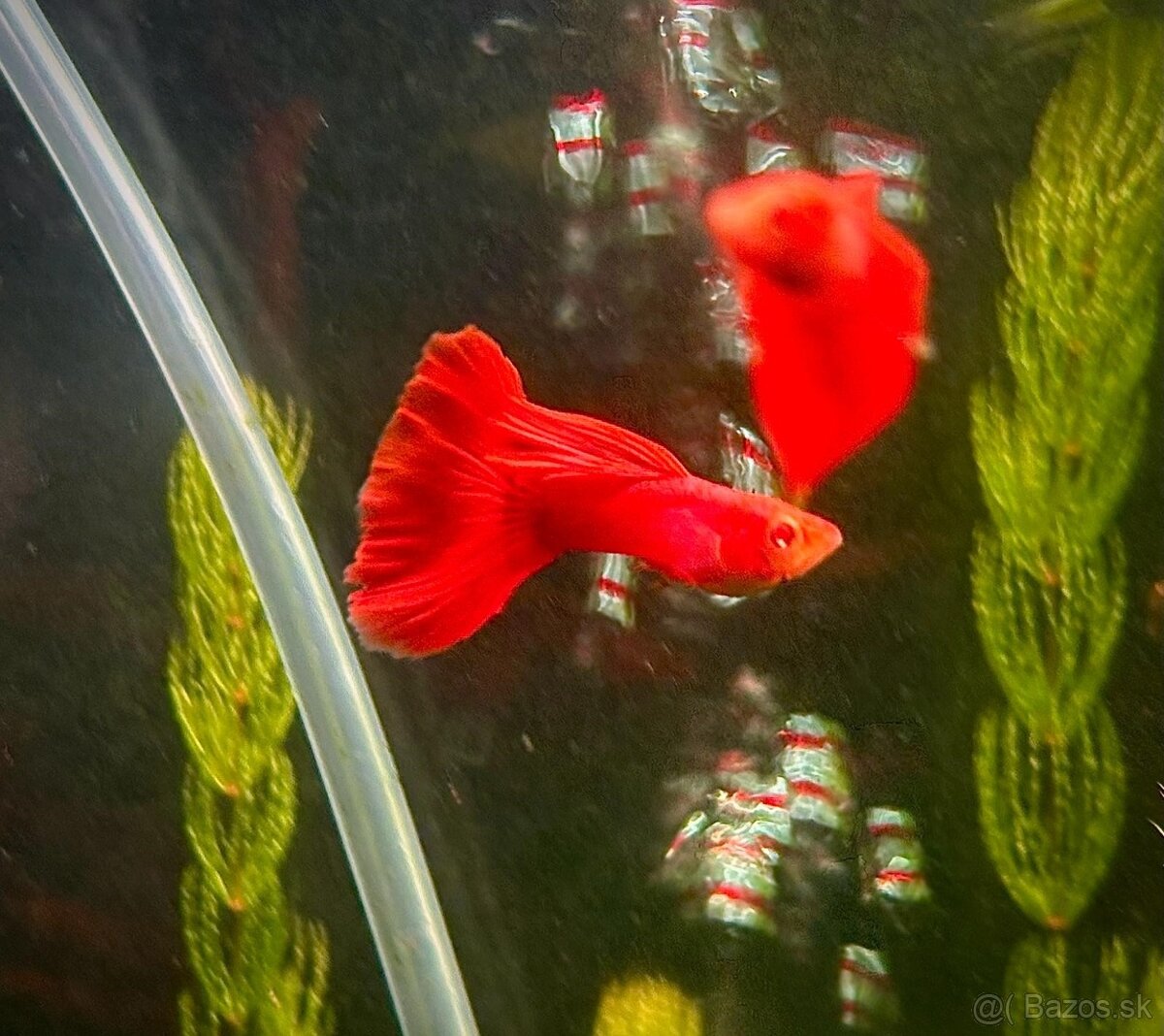 Guppy_čisté formy - 11