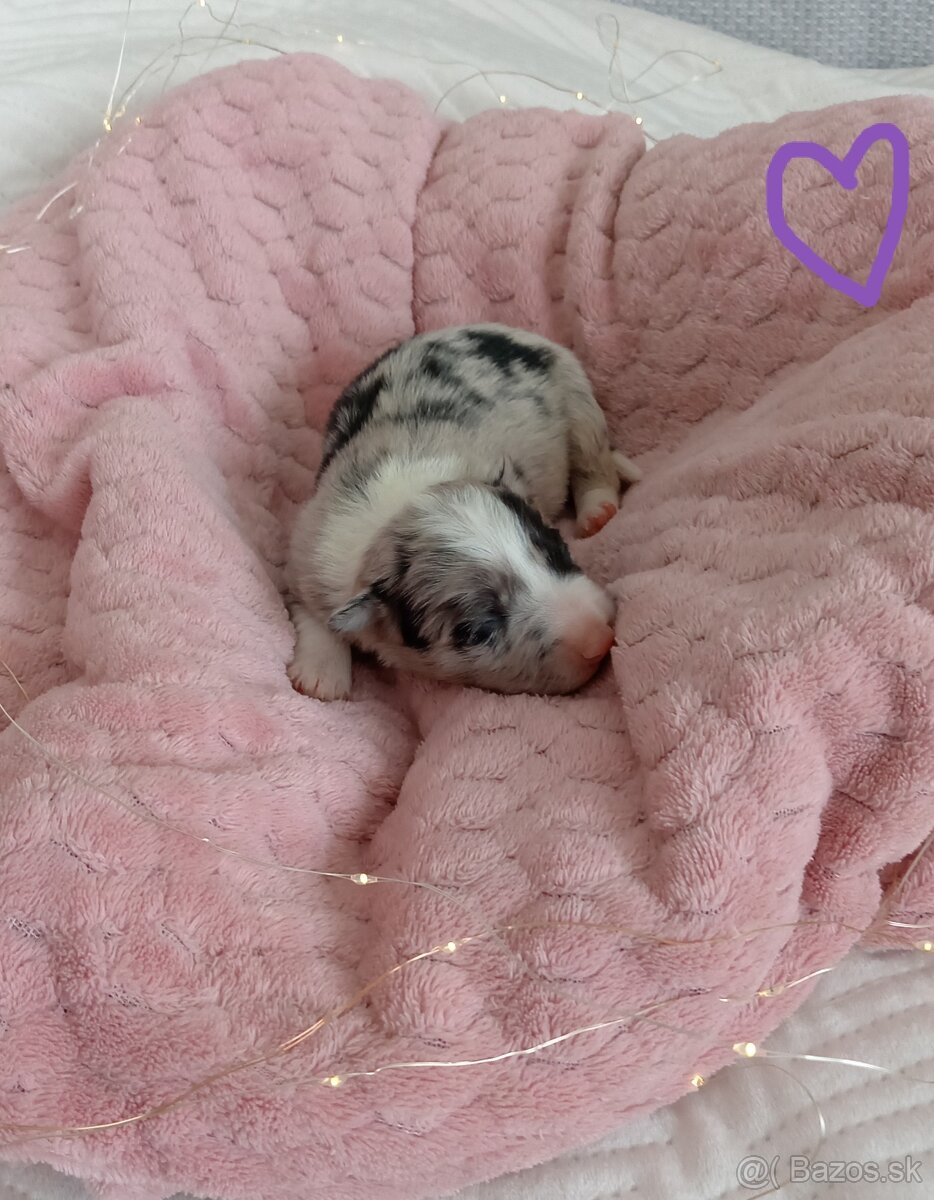 Border kólia s PP - 11