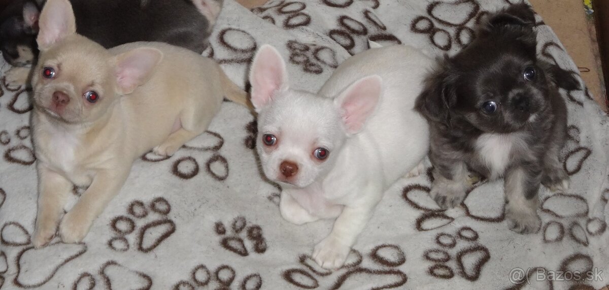 civava krátkosrstá,dlhosrstá. - 11