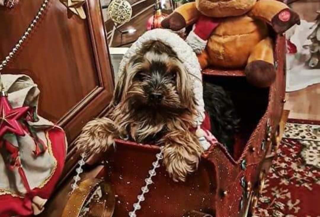 Yorkshirsky terier mini - 11