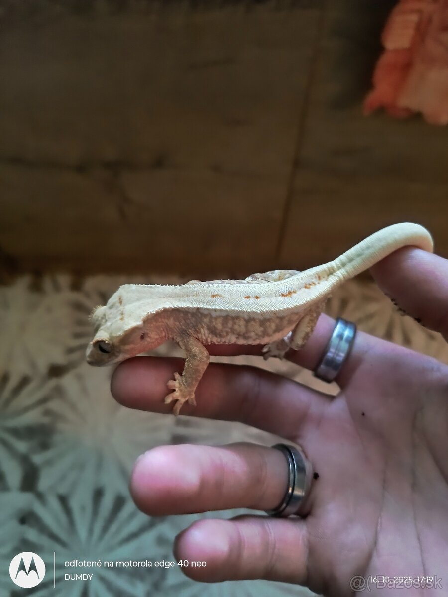 Pagekón riasnaty / Gekončik čínsky (Goniurosaurus hainanensi - 11