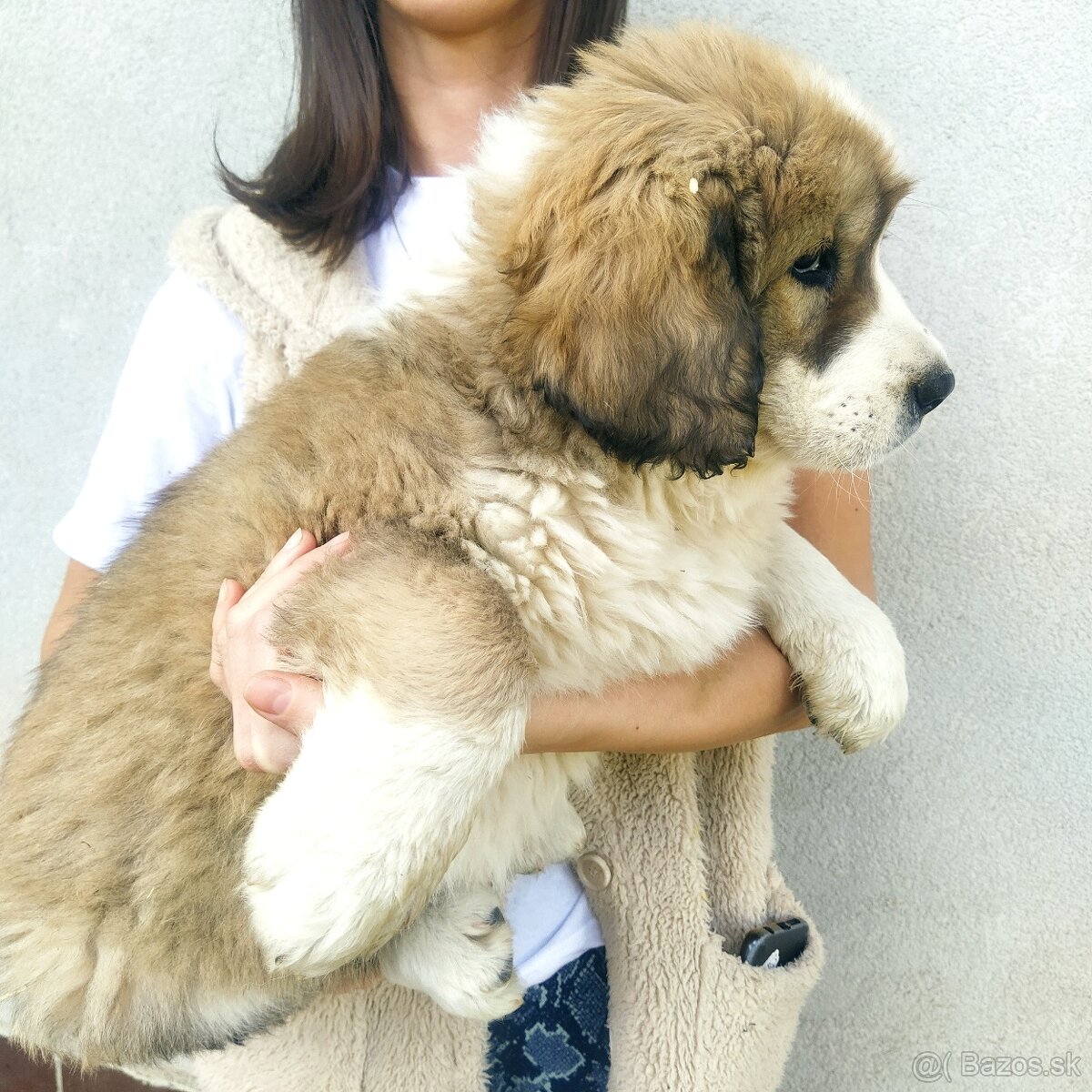 stredoázijský ovčiak - 11