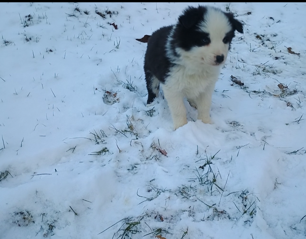 Border kolia šteniatka - 11