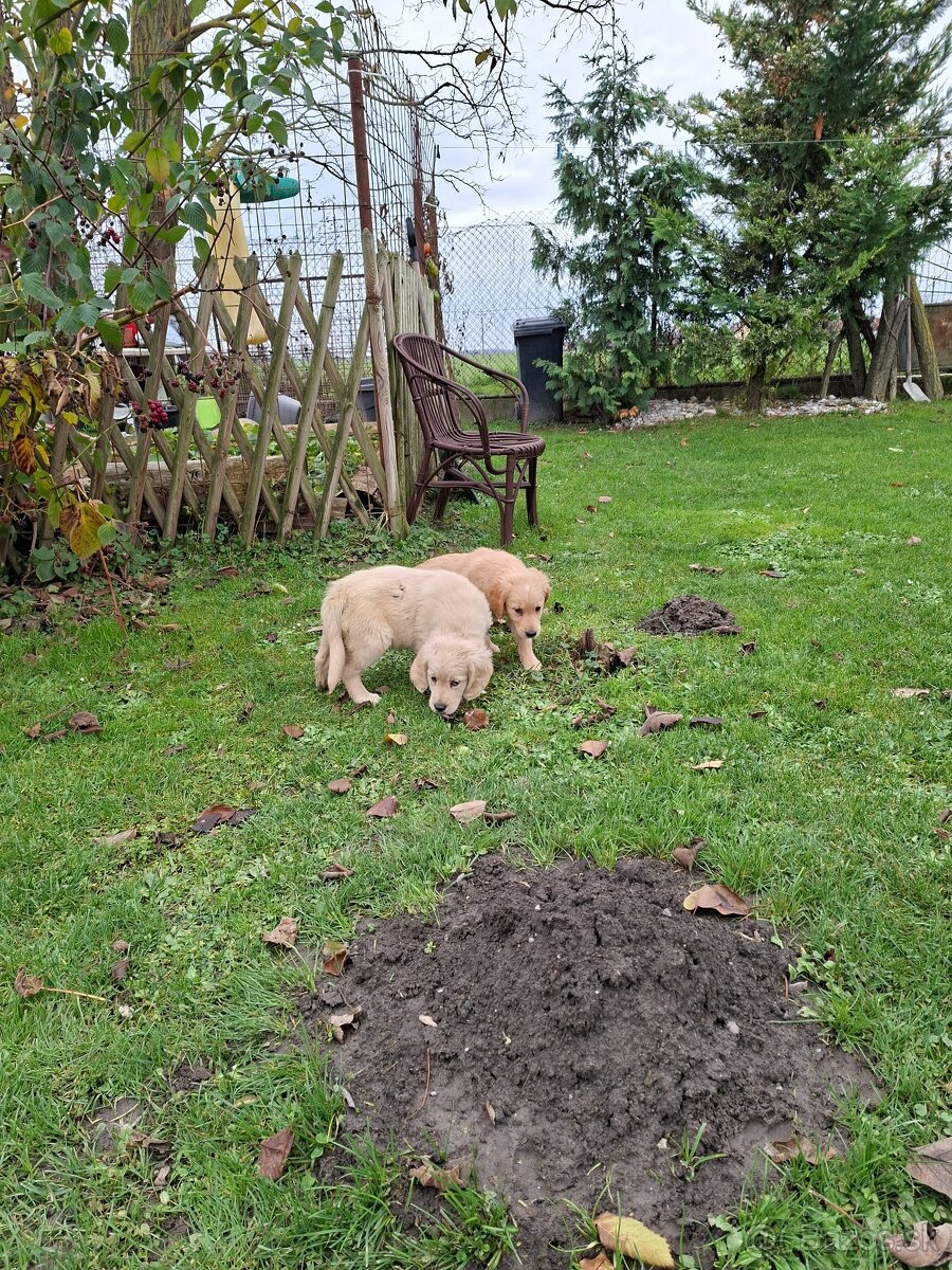 Zlaty retriever - 11