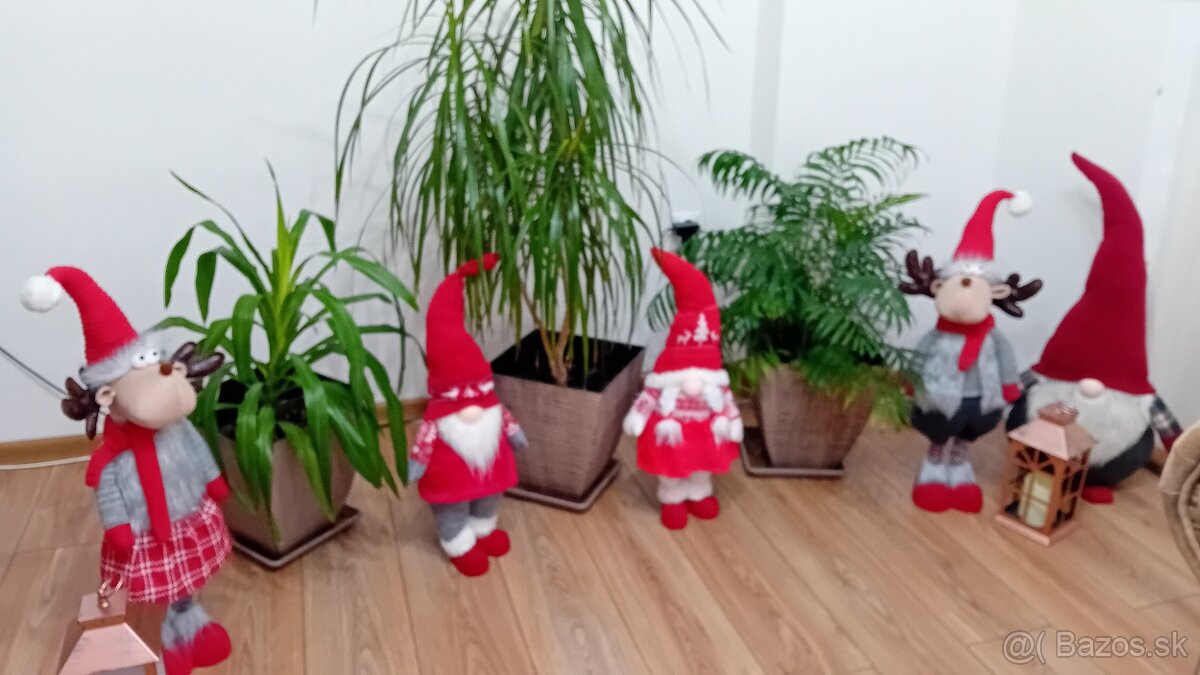 Živé rastliny - 11