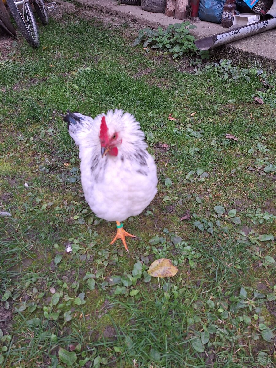 Predám kohúta - 11