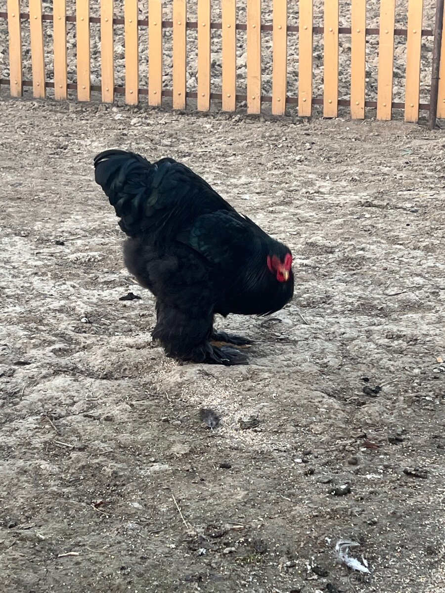 Brahmanka veľká čierna - 11