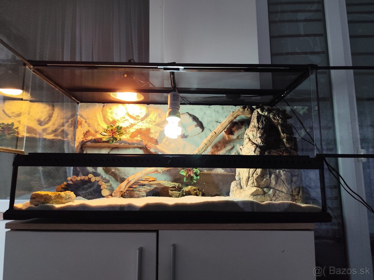 Agama bradatá s terariom Exo terra - 11