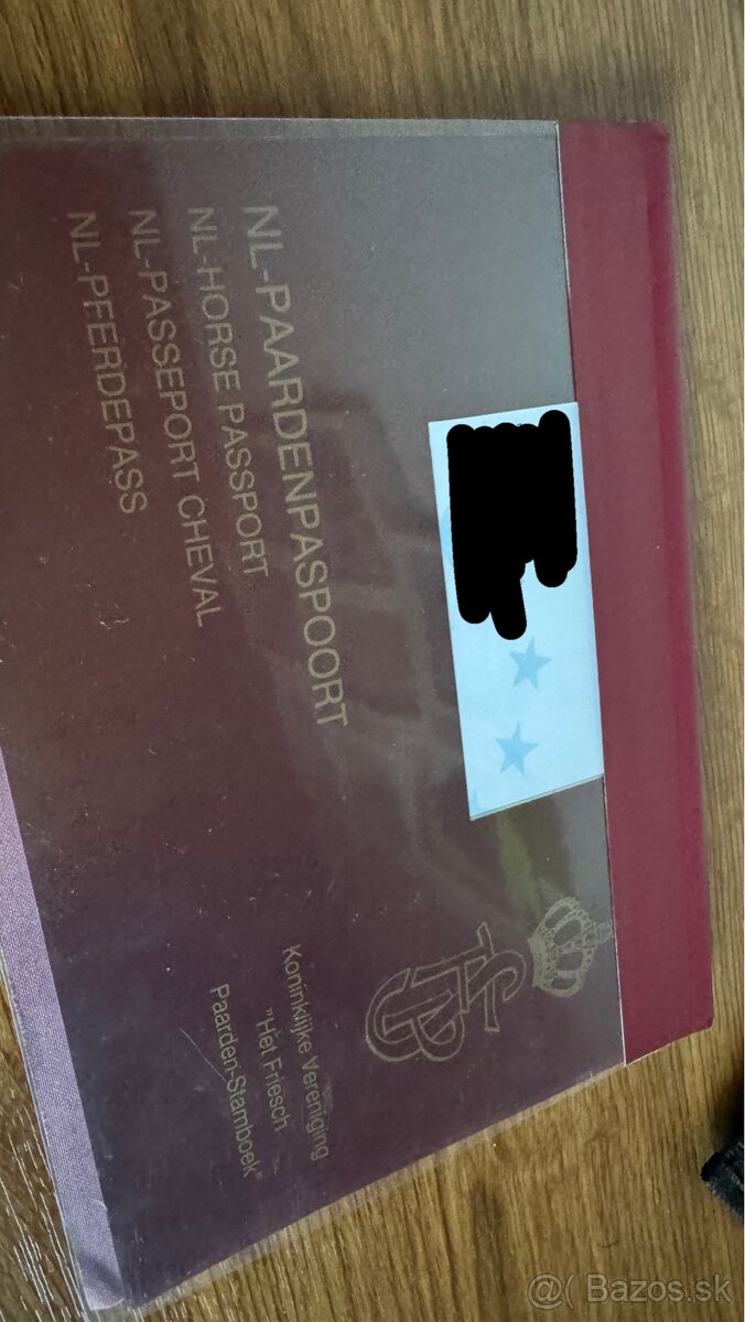 Frízsky žrebec - 11