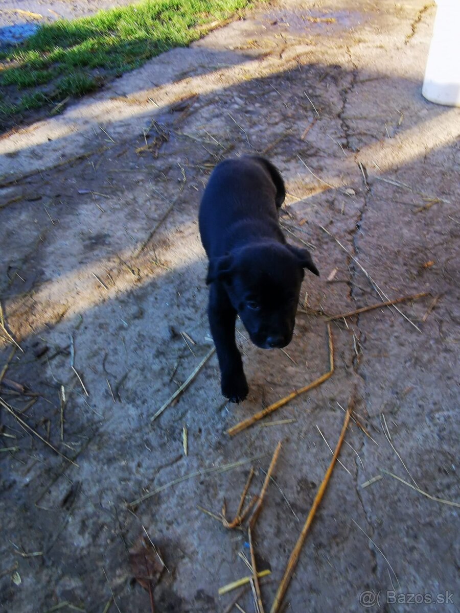 Šteniatka Labrador - 11