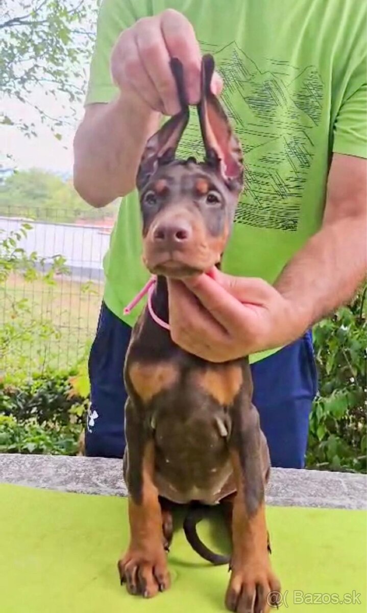 Doberman TOP šteniatka - 11