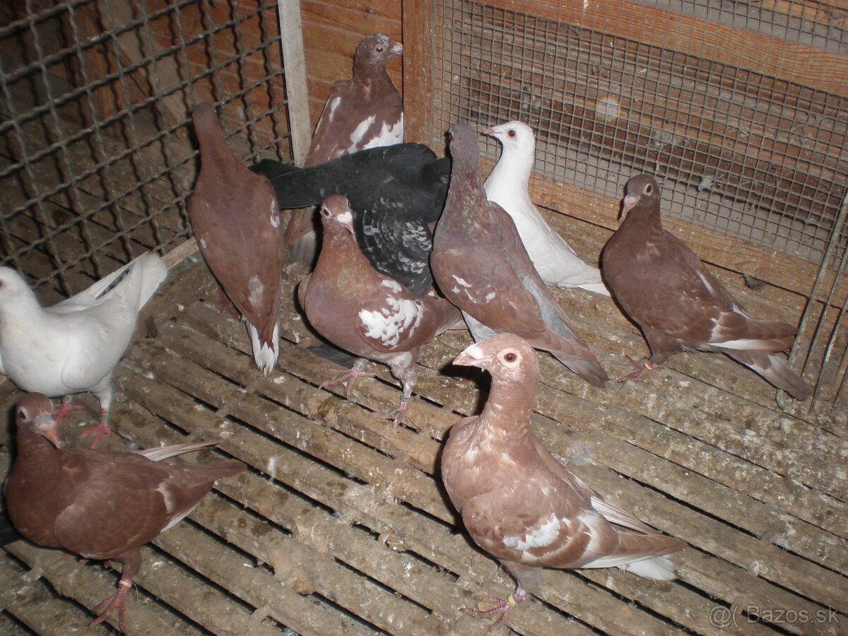 Predám poštové holuby Meulemans - 11