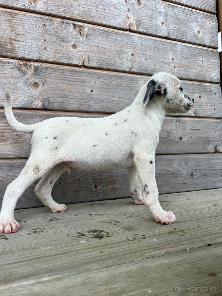 Darujem šteniatko - 11